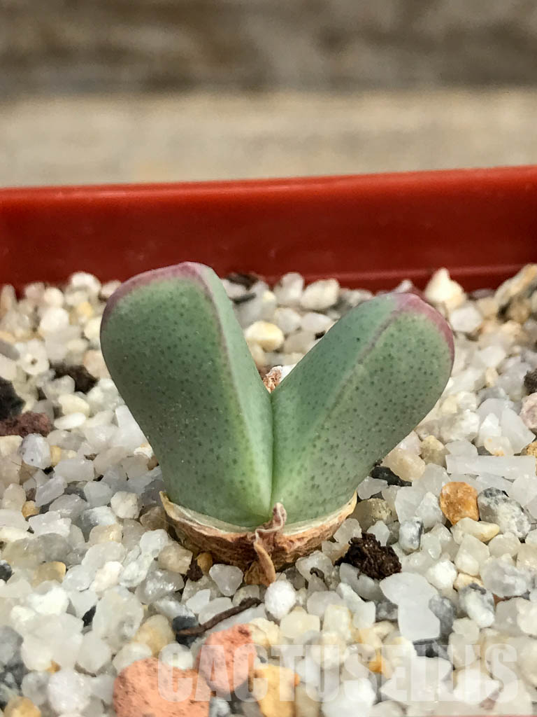 SHPR6133 Conophytum bilobum PV 1023, East of Eksteenfontein, Namakwa, South Africa - Imagen 5