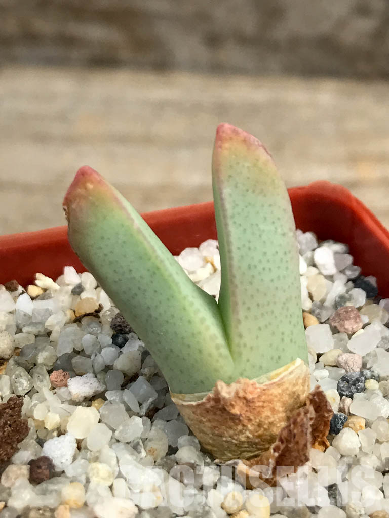 SHPR6133 Conophytum bilobum PV 1023, East of Eksteenfontein, Namakwa, South Africa - Imagen 6