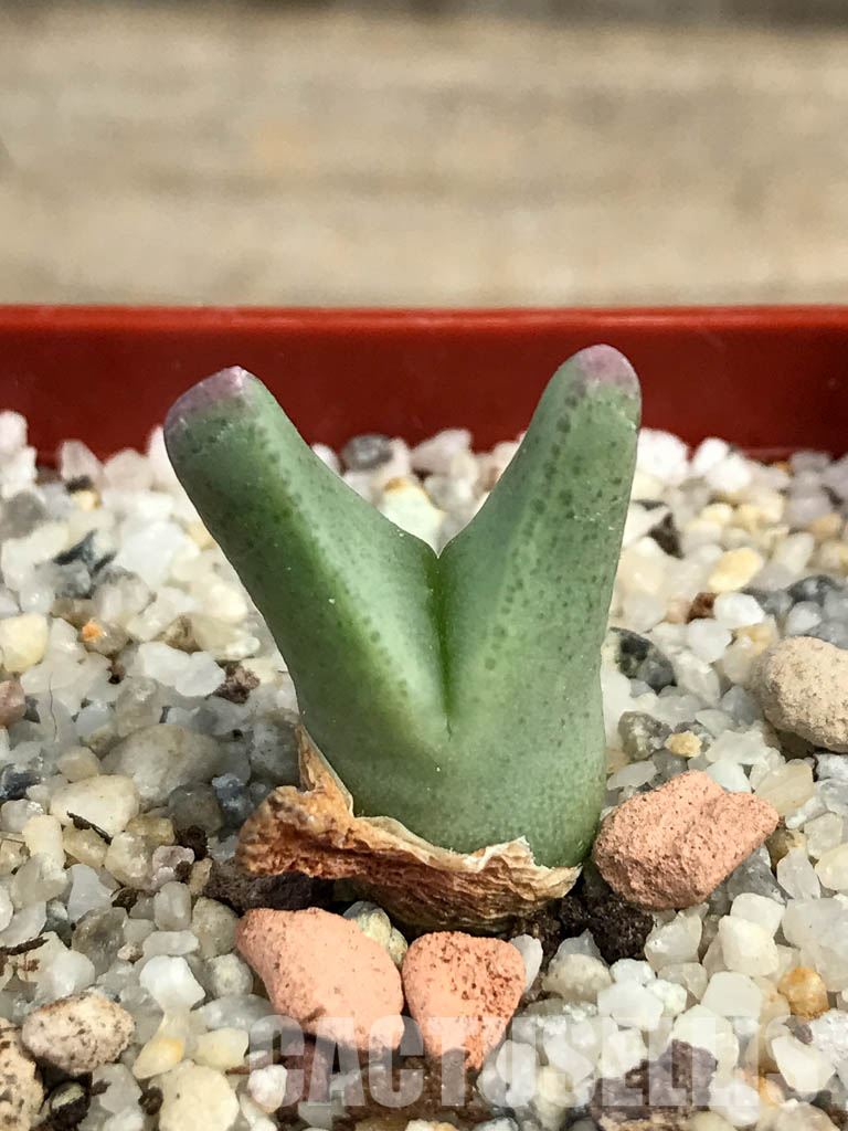 SHPR6133 Conophytum bilobum PV 1023, East of Eksteenfontein, Namakwa, South Africa - Imagen 7