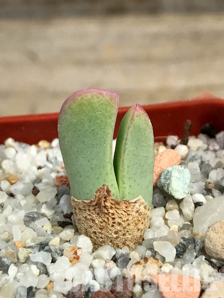 SHPR6133 Conophytum bilobum PV 1023, East of Eksteenfontein, Namakwa, South Africa - Imagen 8