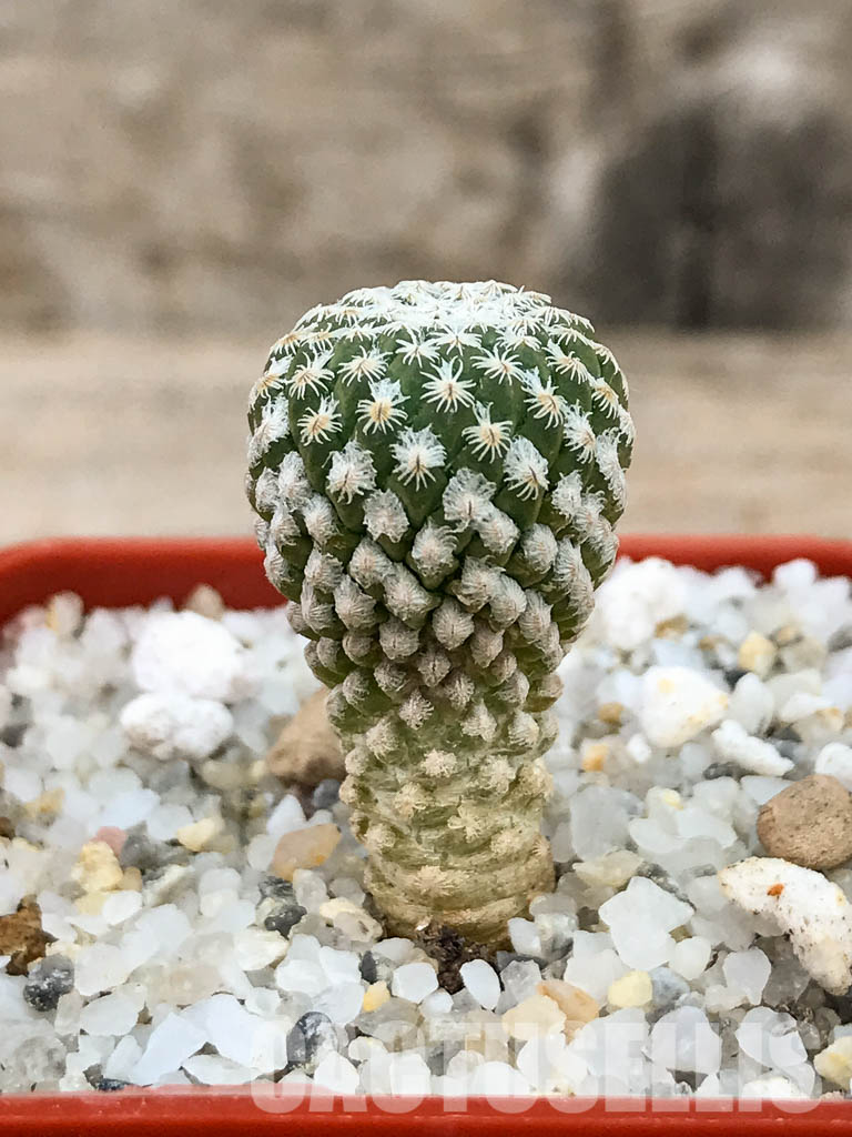 SHPR6137 Pelecyphora strobiliformis, Nuevo Leon, Tamaulipas, San Luis Potosi, Mexico - immagine 2