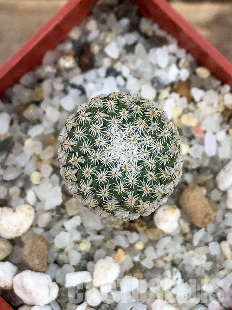 SHPR6137 Pelecyphora strobiliformis, Nuevo Leon, Tamaulipas, San Luis Potosi, Mexico - immagine 4