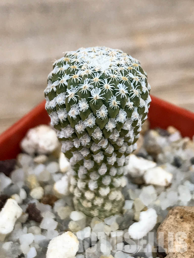 SHPR6137 Pelecyphora strobiliformis, Nuevo Leon, Tamaulipas, San Luis Potosi, Mexico - immagine 5