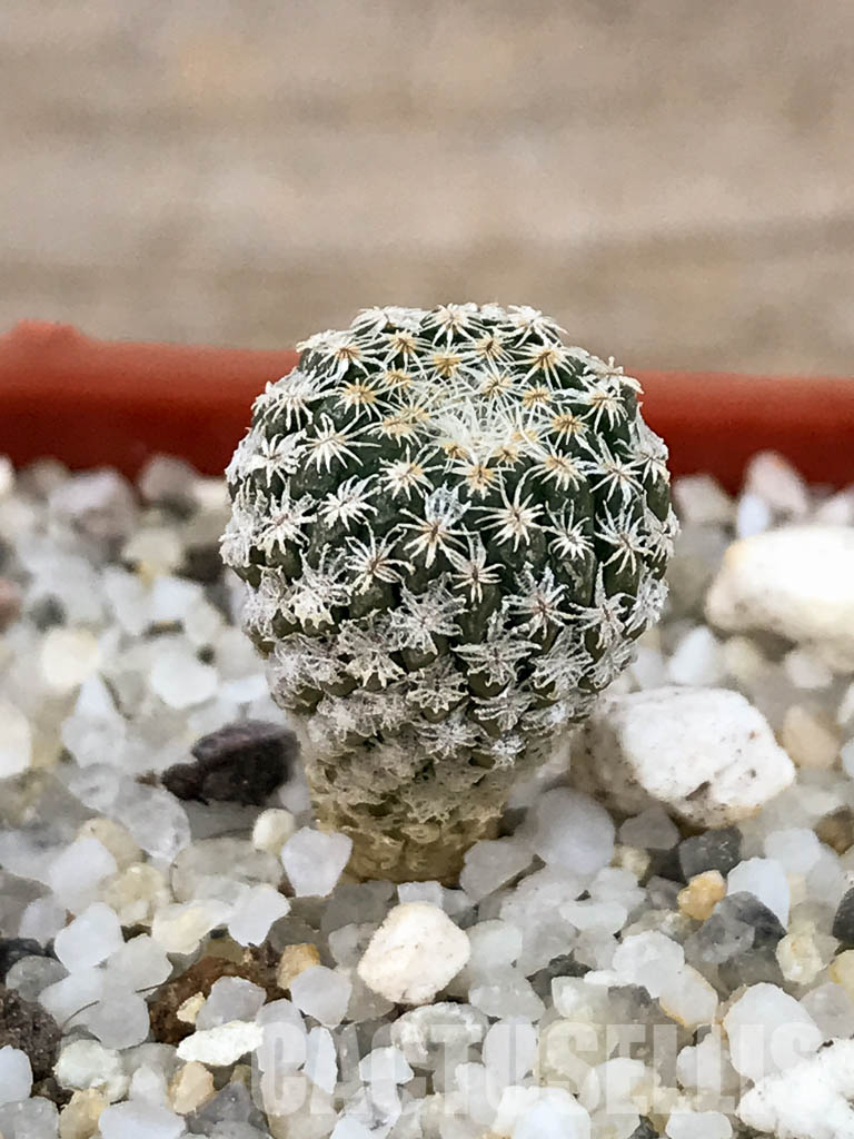 SHPR6137 Pelecyphora strobiliformis, Nuevo Leon, Tamaulipas, San Luis Potosi, Mexico - immagine 6