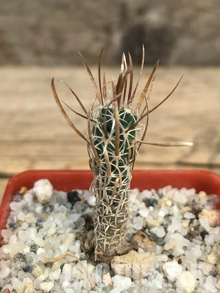 SHPR6164 Toumeya papyracantha SB 330, San Ysidro, New Mexico - Image 2