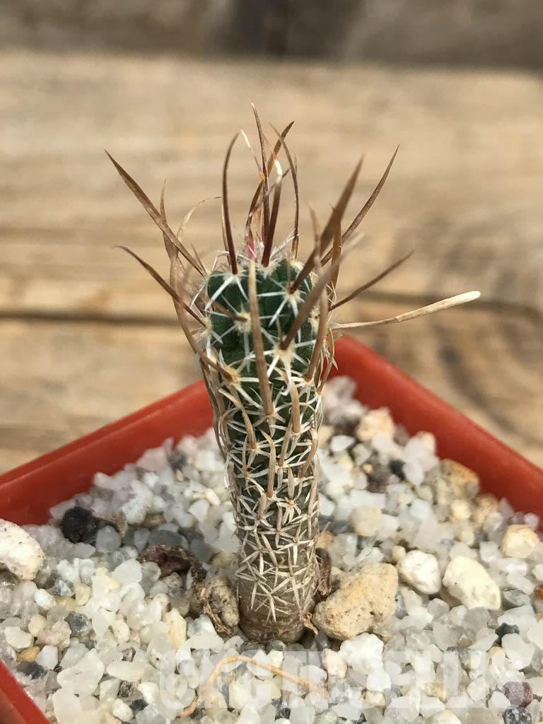 SHPR6164 Toumeya papyracantha SB 330, San Ysidro, New Mexico
