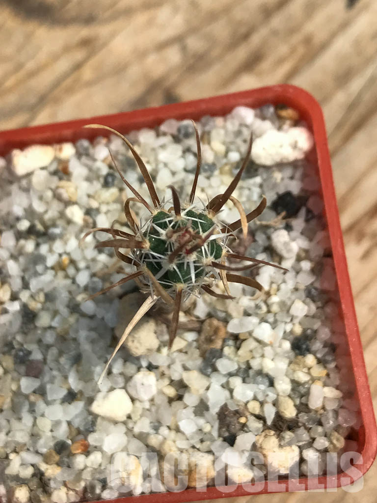 SHPR6164 Toumeya papyracantha SB 330, San Ysidro, New Mexico - Image 4
