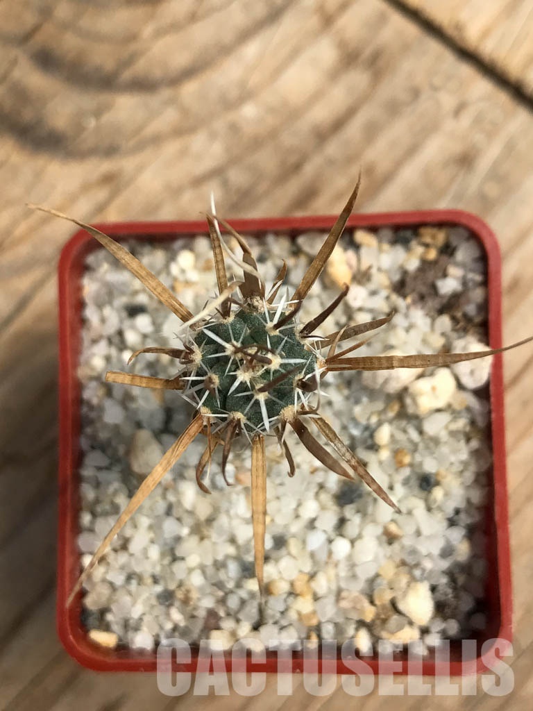SHPR6164 Toumeya papyracantha SB 330, San Ysidro, New Mexico - Image 5