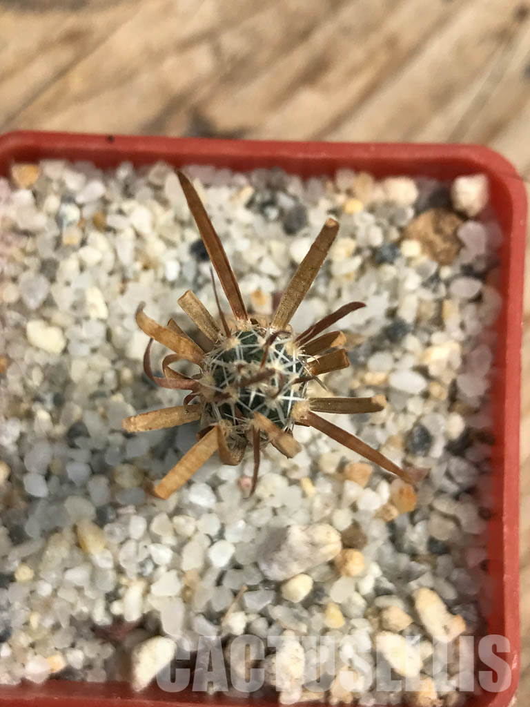 SHPR6164 Toumeya papyracantha SB 330, San Ysidro, New Mexico - Image 6