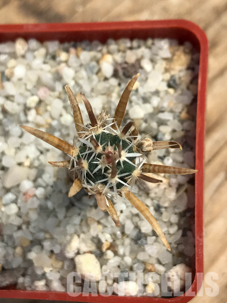 SHPR6164 Toumeya papyracantha SB 330, San Ysidro, New Mexico - Image 7