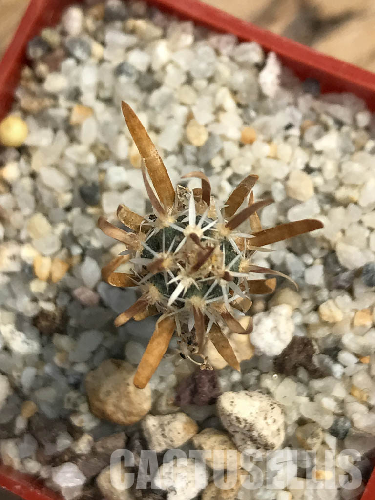 SHPR6164 Toumeya papyracantha SB 330, San Ysidro, New Mexico - Image 8