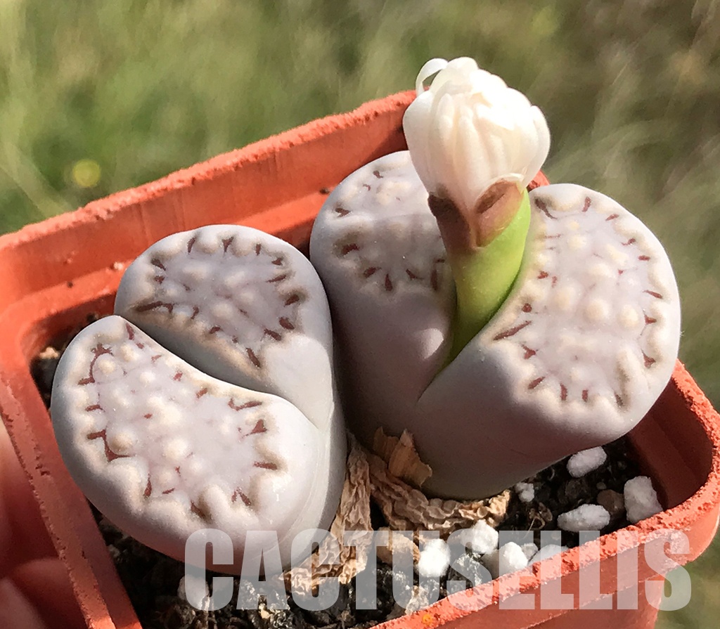 LOT283 50 SEEDS Lithops Julii Fulleri 2024 - immagine 5