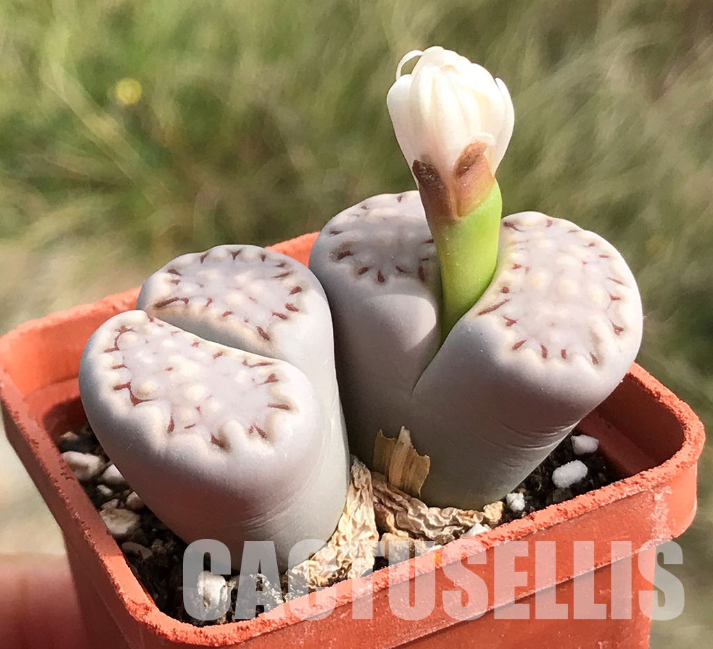 LOT283 50 SEEDS Lithops Julii Fulleri 2024 - immagine 3