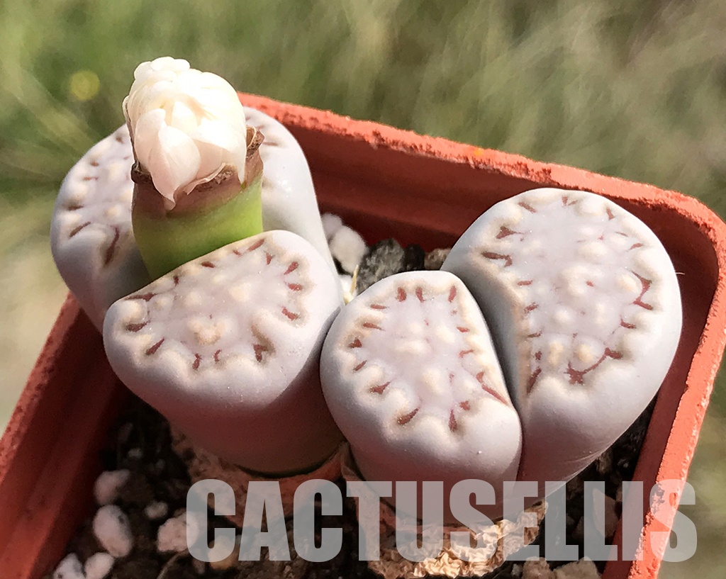 LOT283 50 SEEDS Lithops Julii Fulleri 2024 - immagine 4