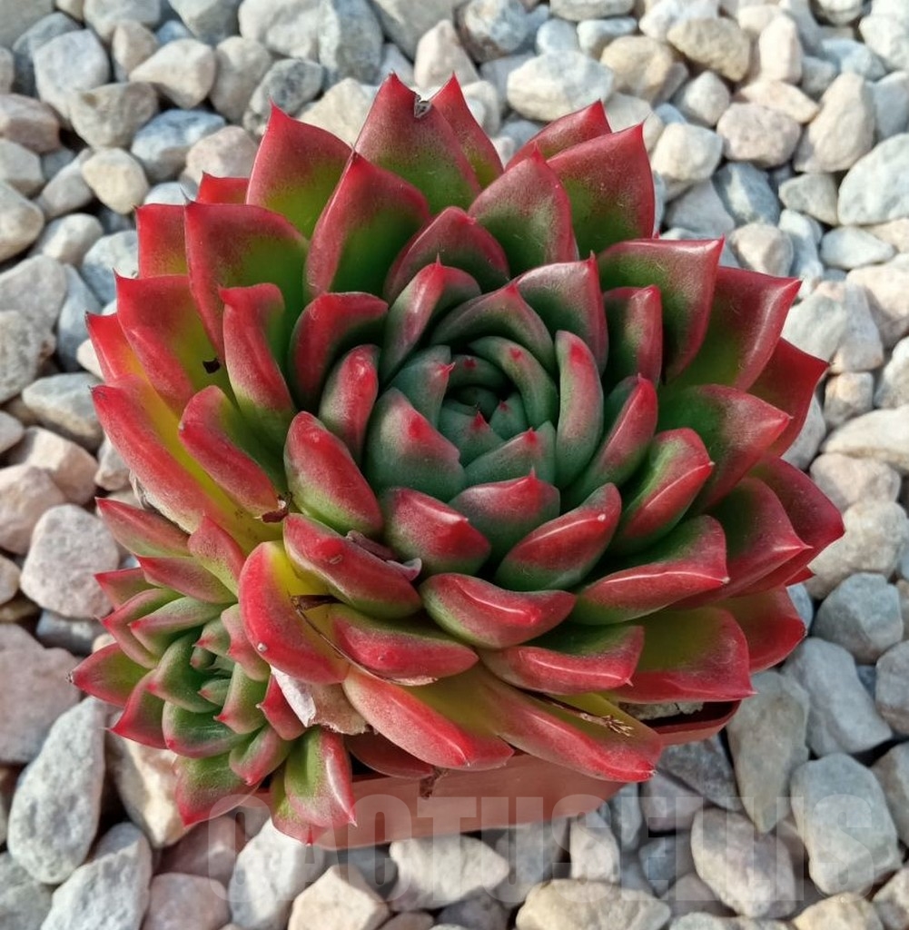 SHPR6171 Echeveria ‘Floreana’