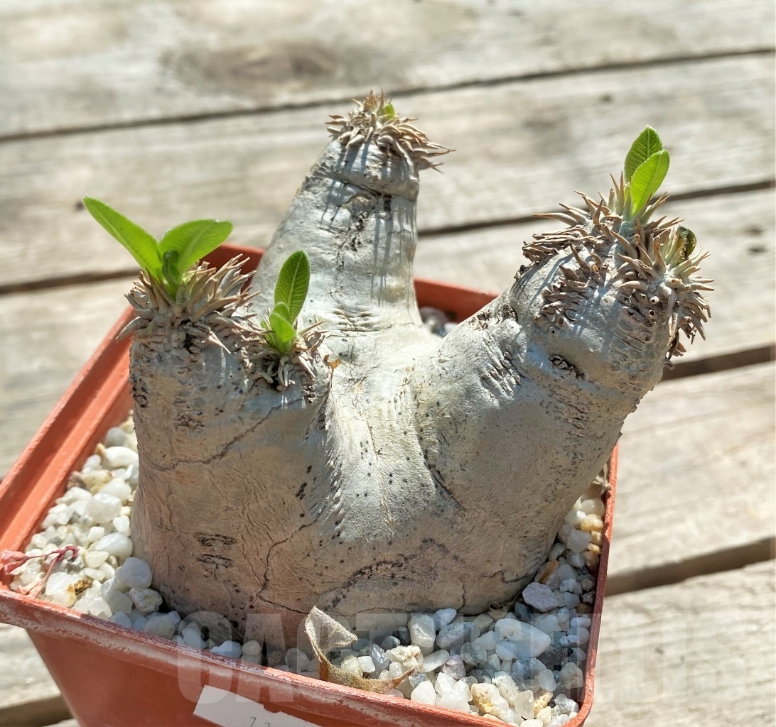 SHPR11969 Pachypodium eburneum