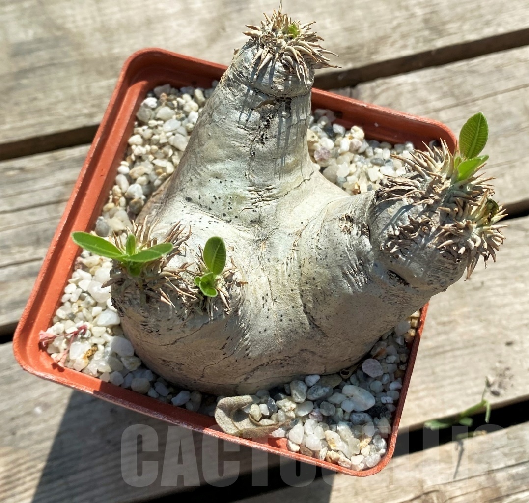 SHPR11969 Pachypodium eburneum - Image 2