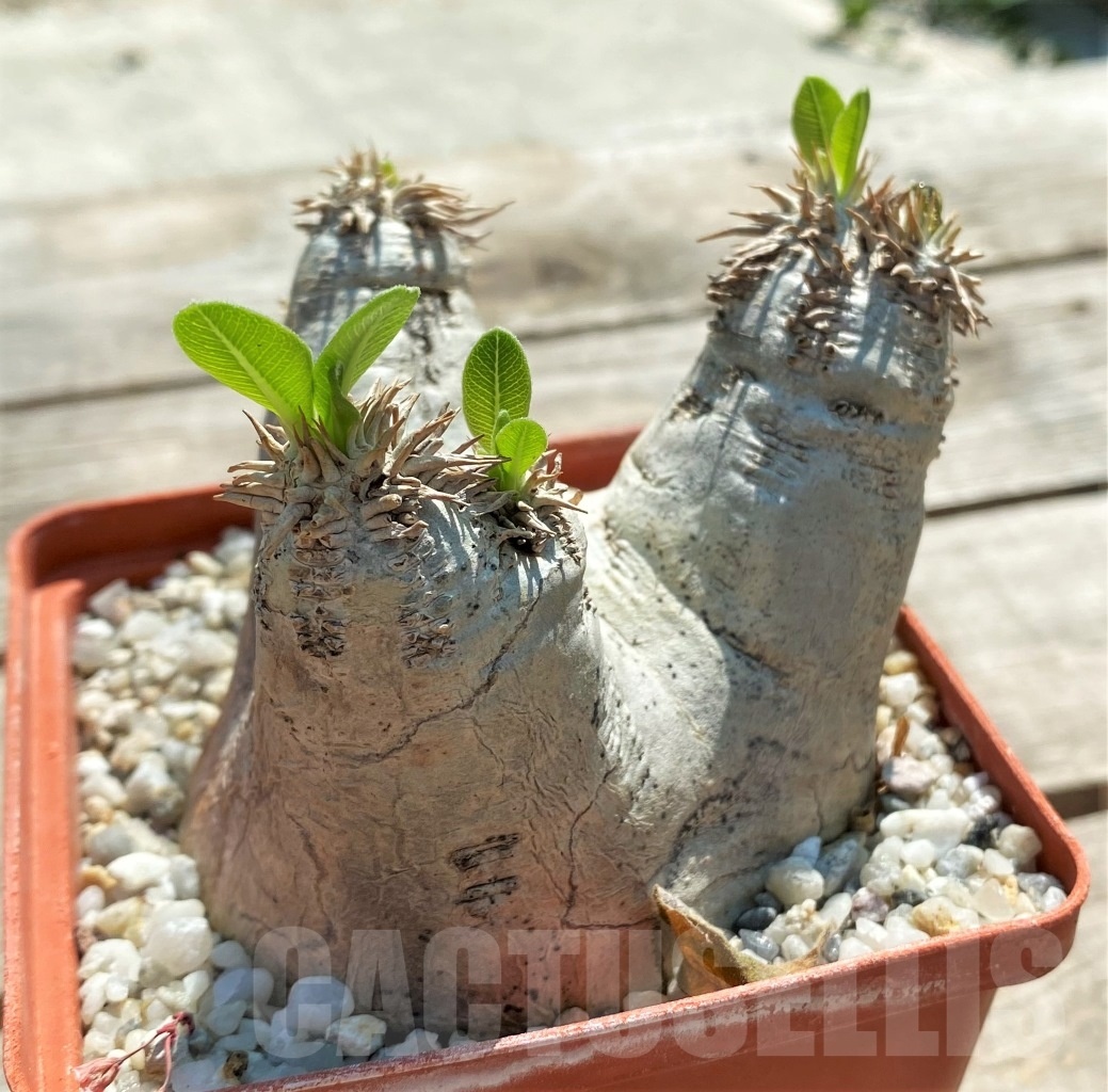 SHPR11969 Pachypodium eburneum - Image 3