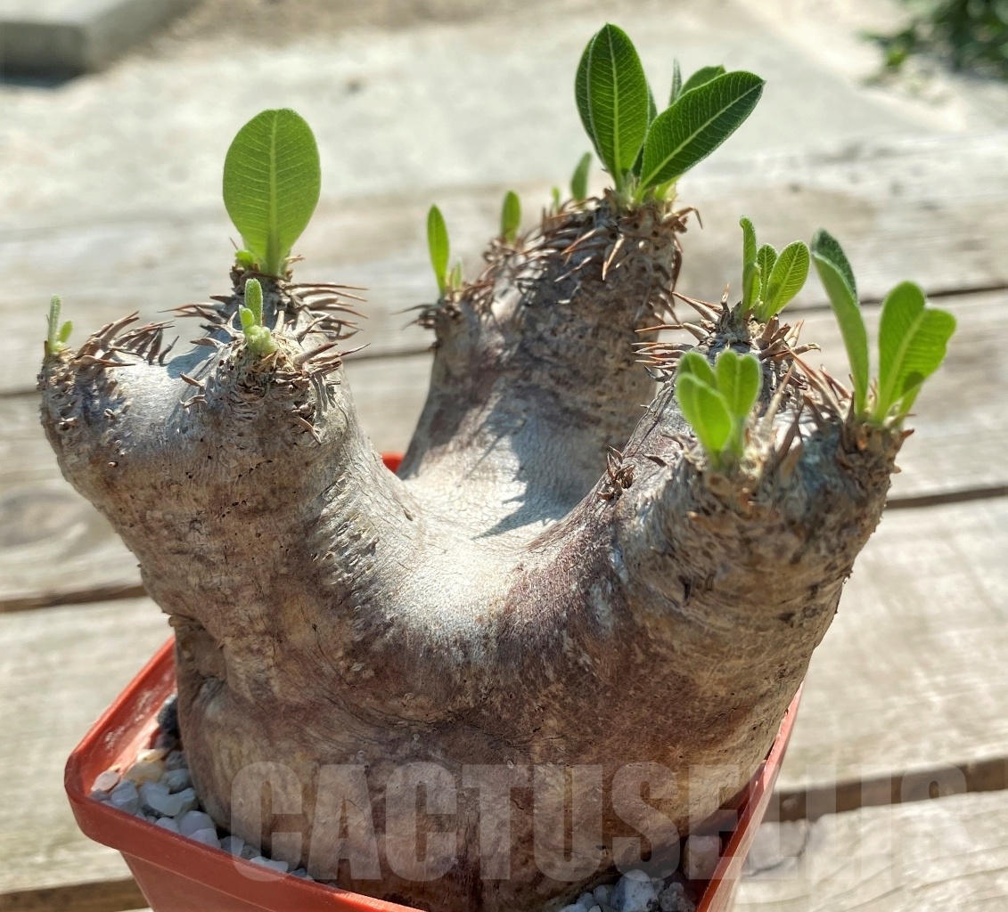 SHPR11970 Pachypodium eburneum