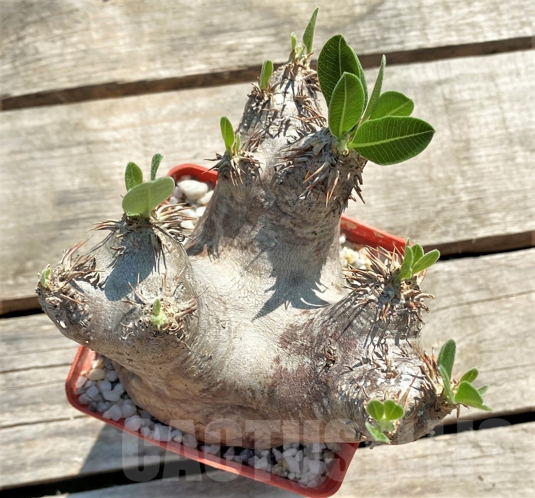 SHPR11970 Pachypodium eburneum - Image 2