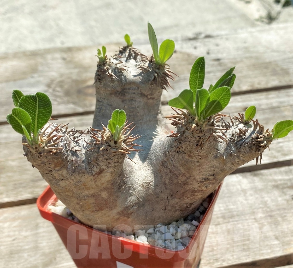 SHPR11970 Pachypodium eburneum - Image 3