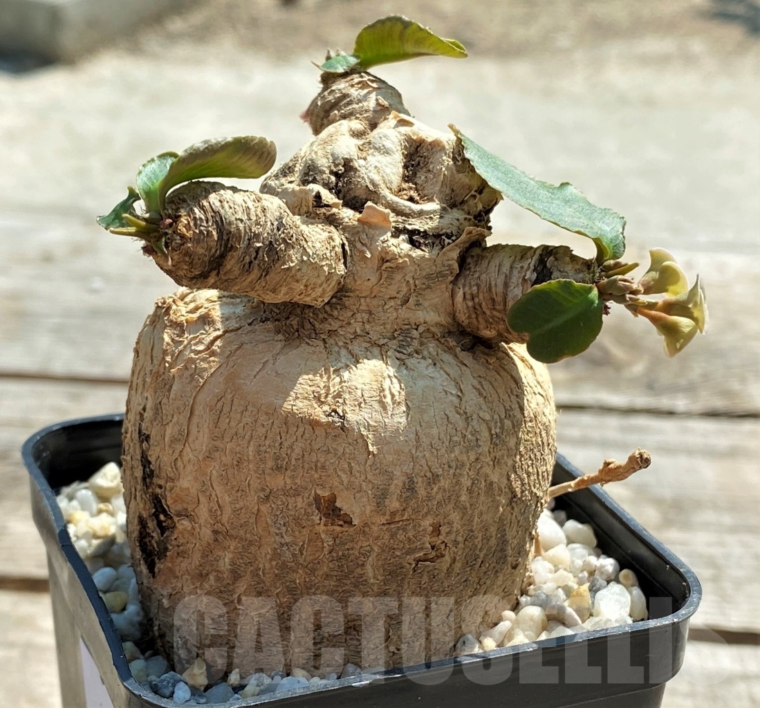 SHPR11972 Euphorbia subapoda - Image 4