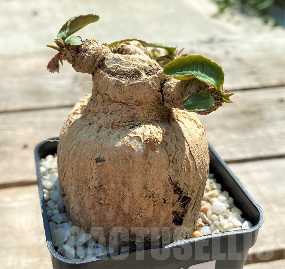 SHPR11972 Euphorbia subapoda - Image 3