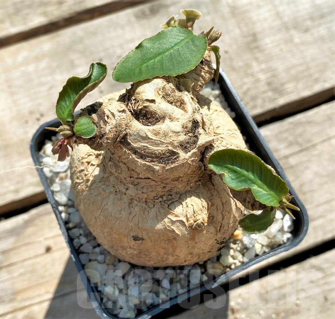 SHPR11972 Euphorbia subapoda - Image 2