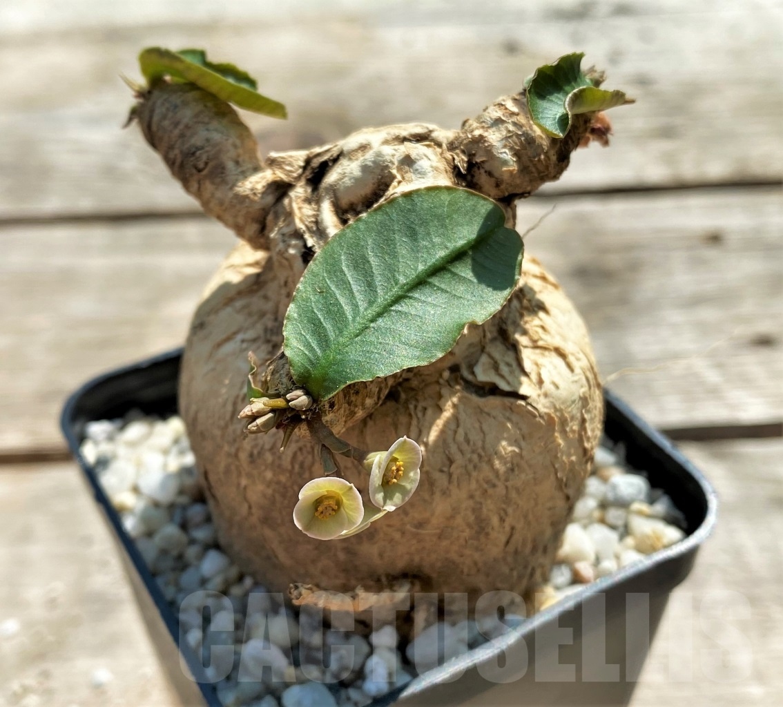 SHPR11972 Euphorbia subapoda