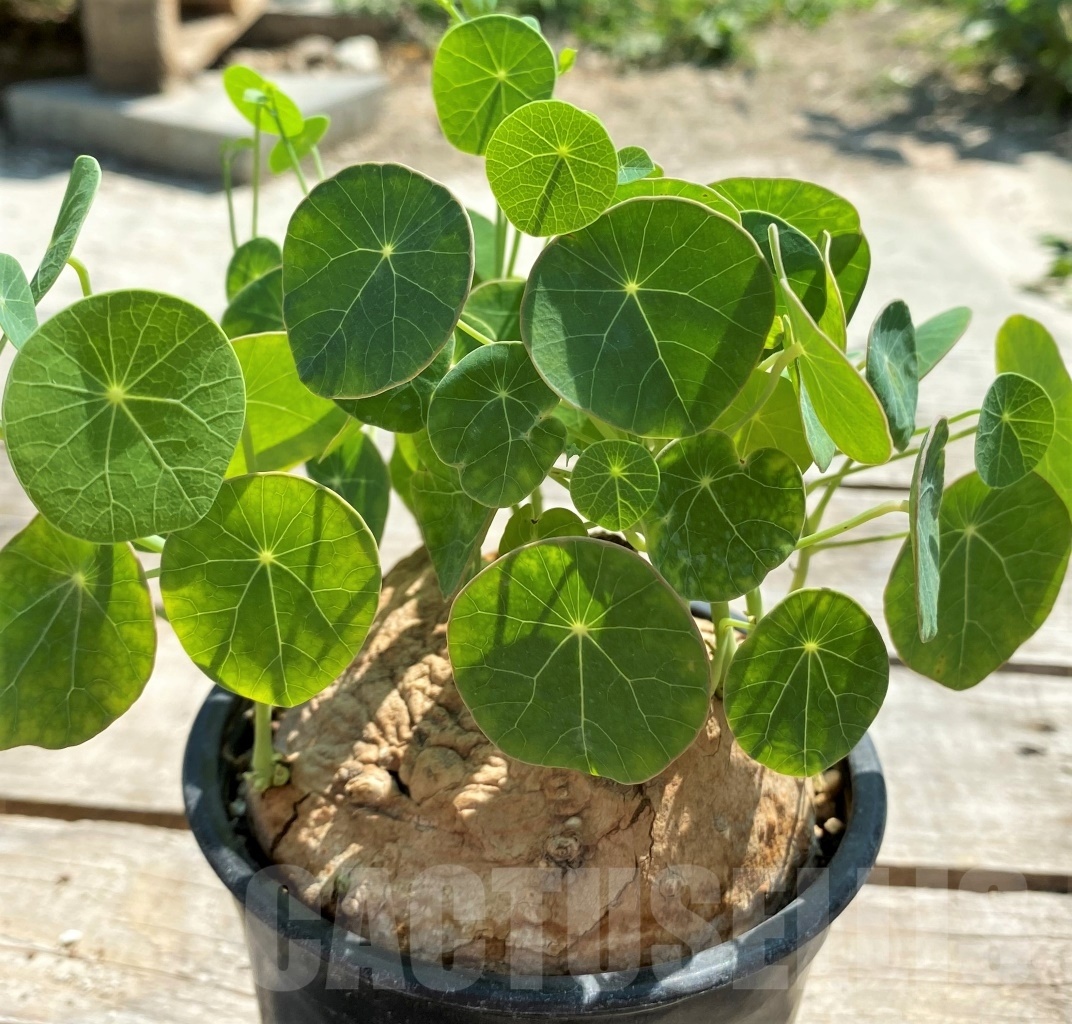 SHPR11973 Stephania erecta