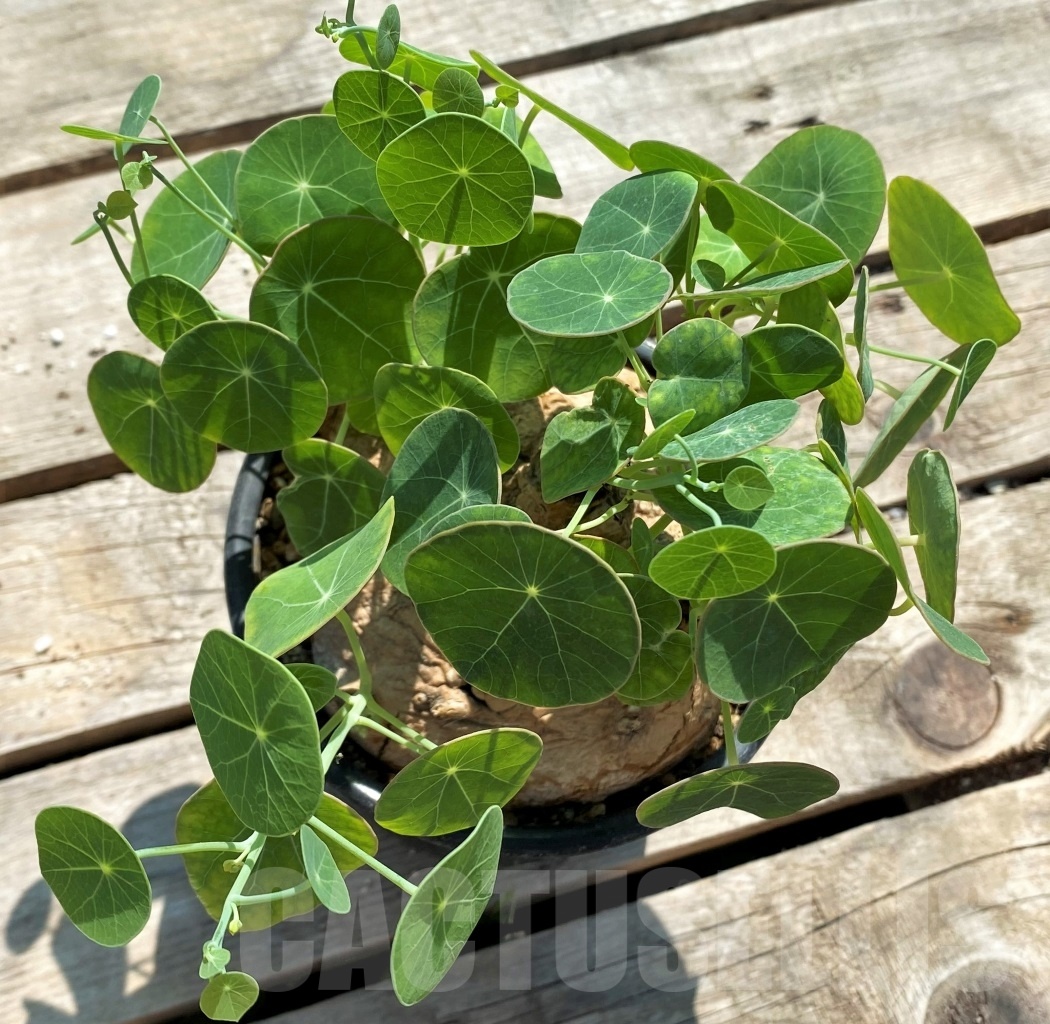 SHPR11973 Stephania erecta - Image 3