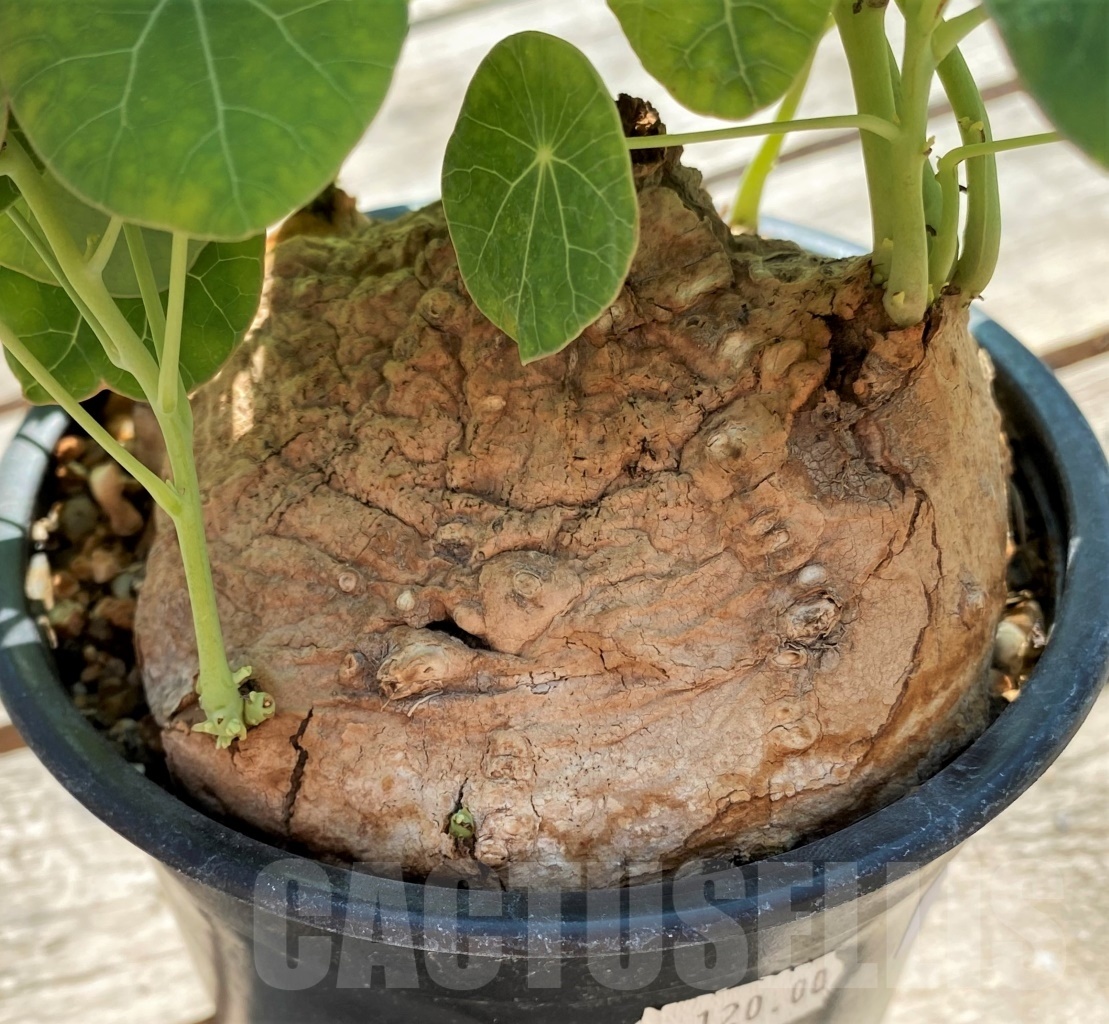 SHPR11973 Stephania erecta - Image 2