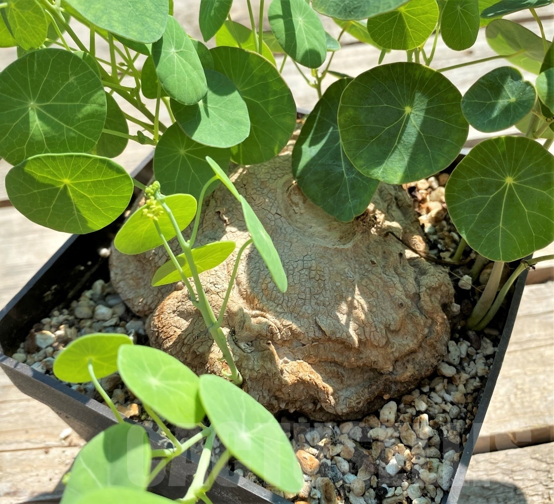 SHPR11974 Stephania erecta