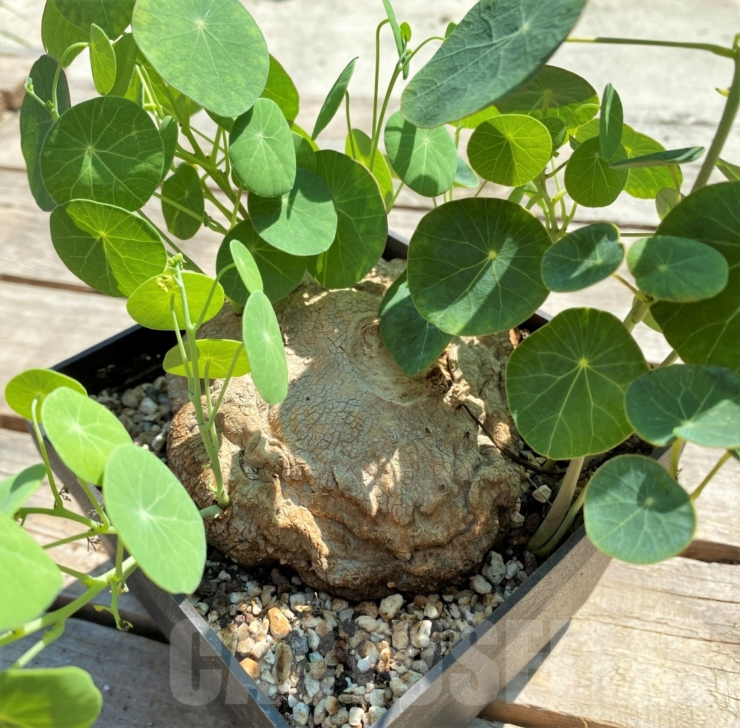 SHPR11974 Stephania erecta - Image 3