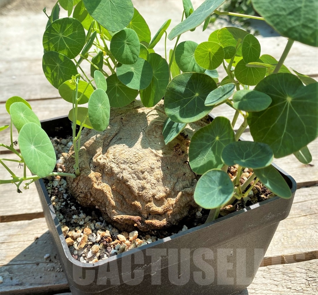 SHPR11974 Stephania erecta - Image 2