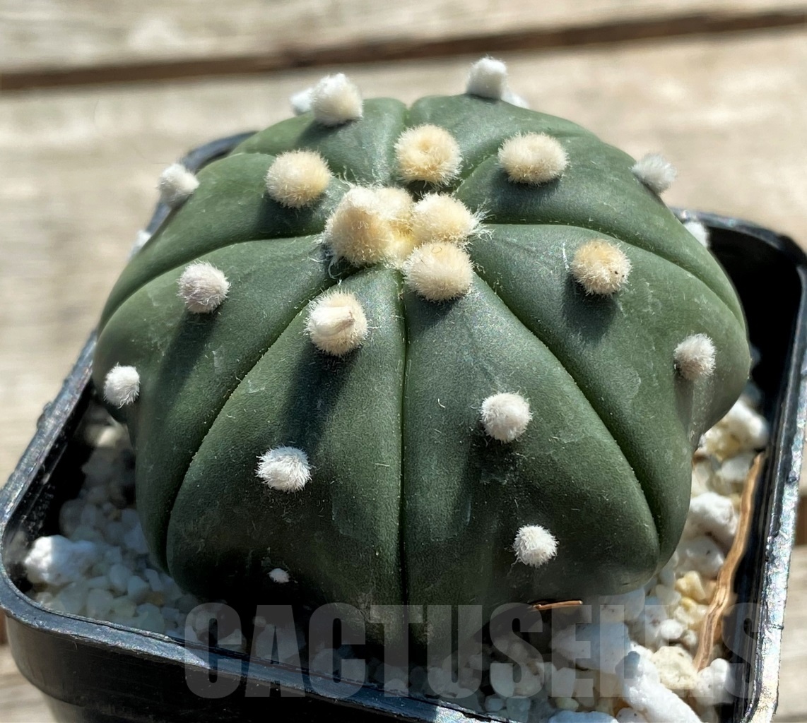 SHPR11940 Astrophytum asterias 'Miracle' - Image 2