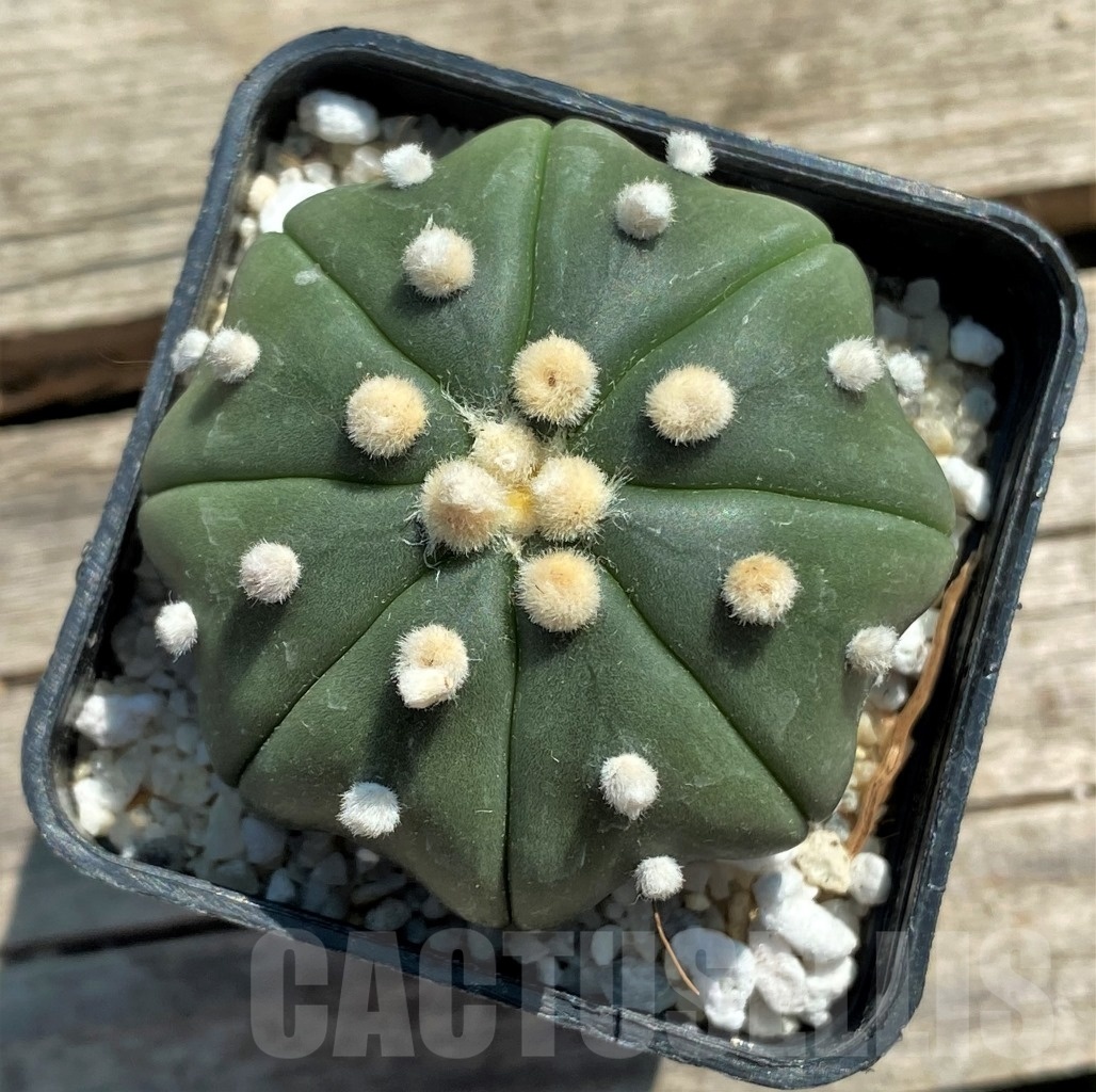 SHPR11940 Astrophytum asterias 'Miracle'