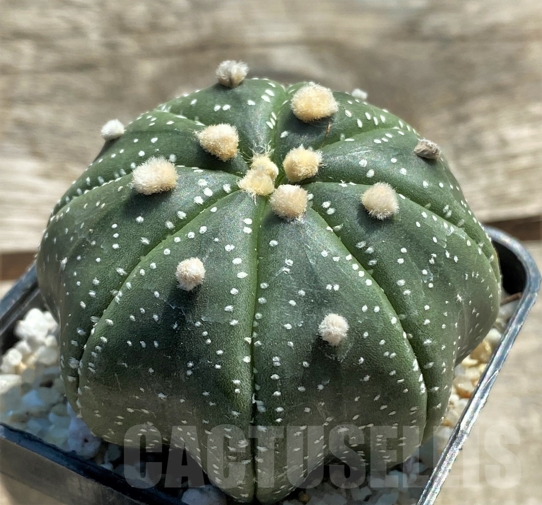 SHPR11941 Astrophytum asterias 'Miracle' - Зображення 2