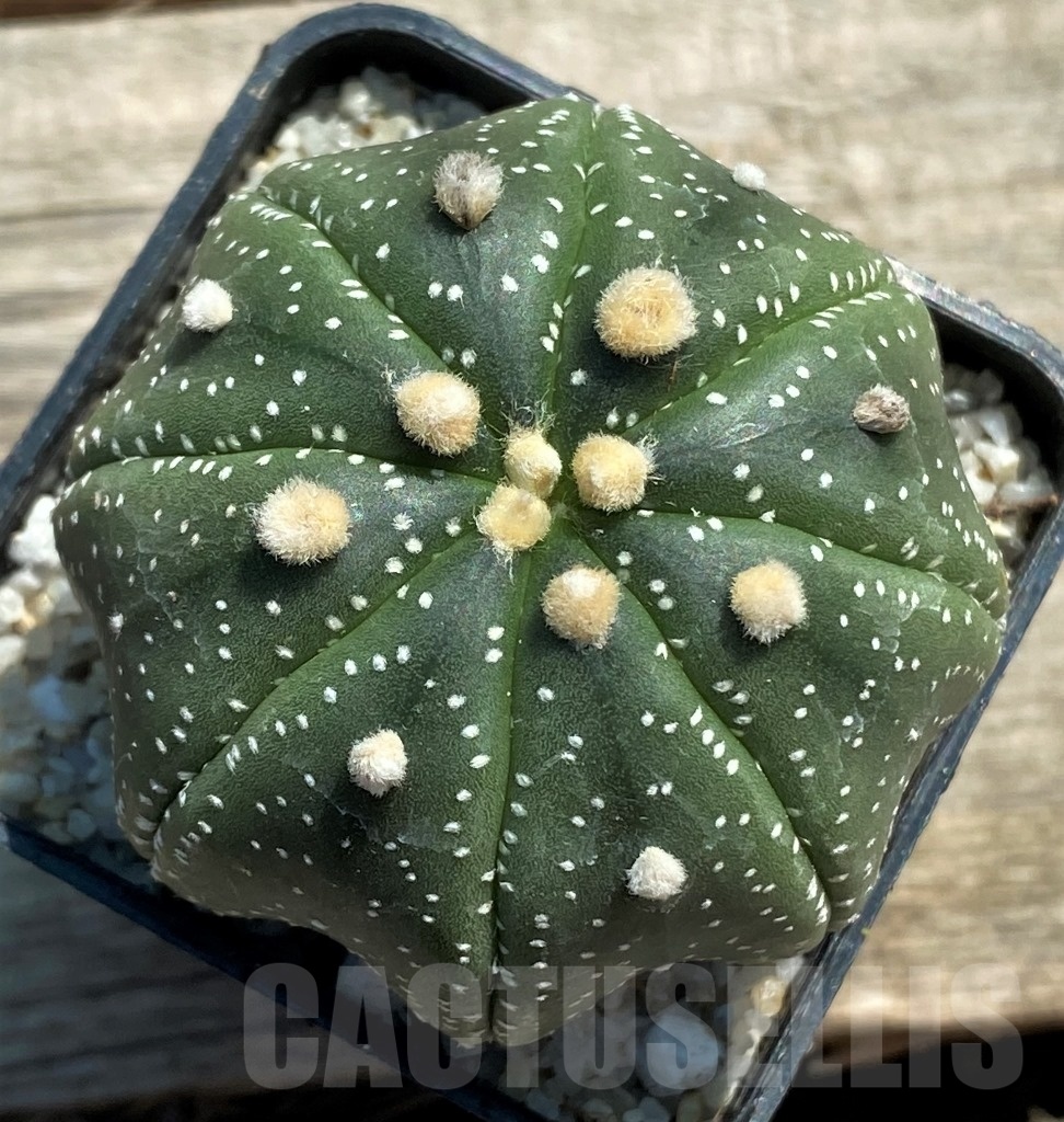 SHPR11941 Astrophytum asterias 'Miracle'