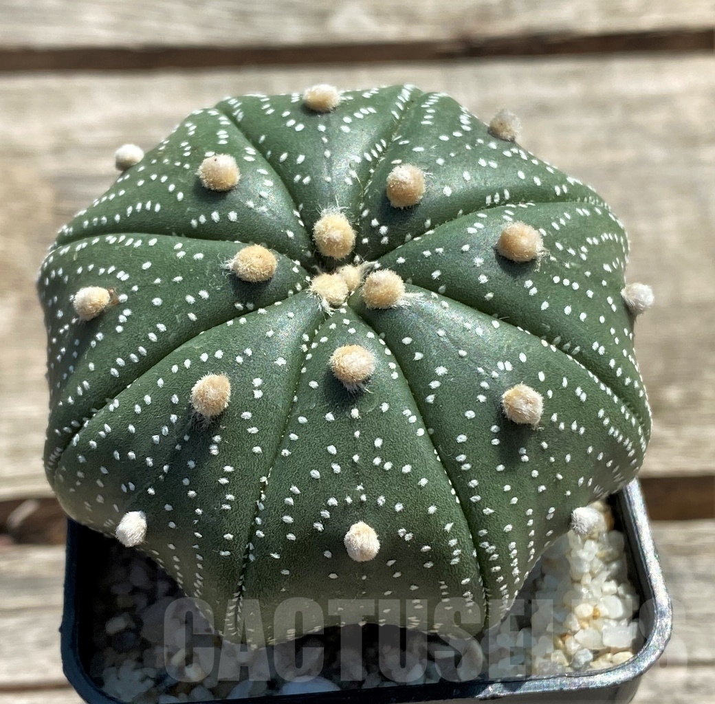 SHPR11943 Astrophytum asterias 'Miracle' – Image 2
