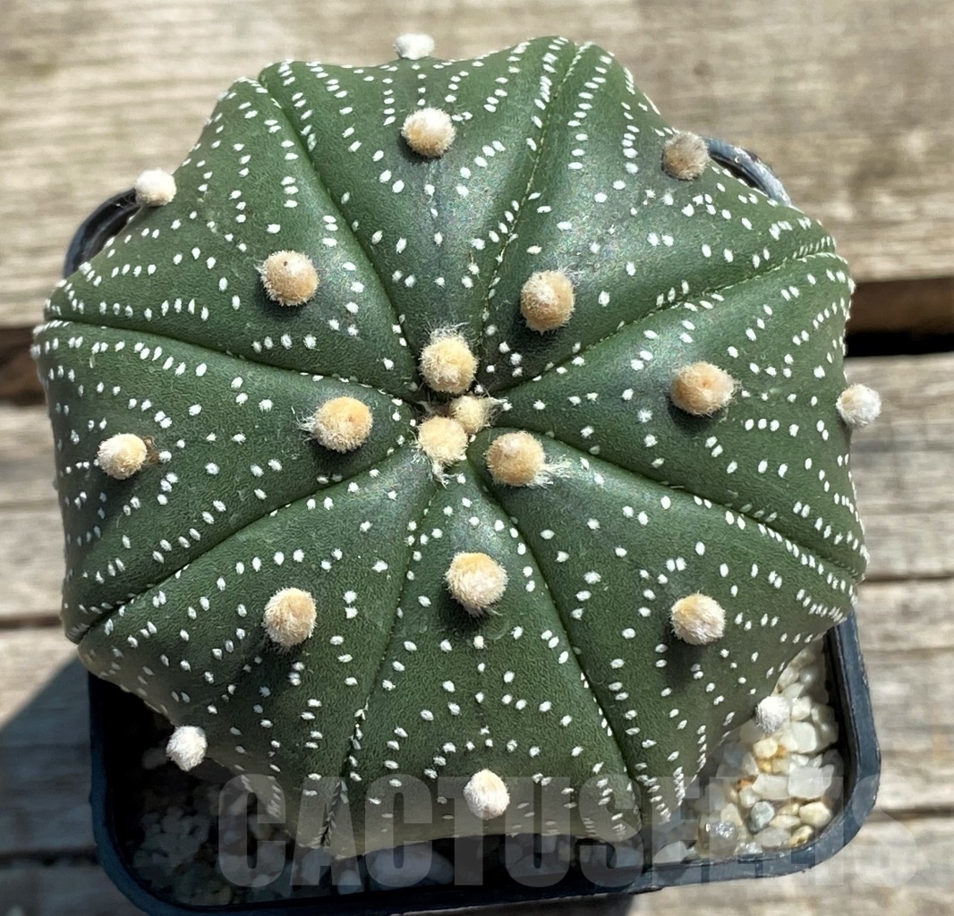 SHPR11943 Astrophytum asterias 'Miracle'
