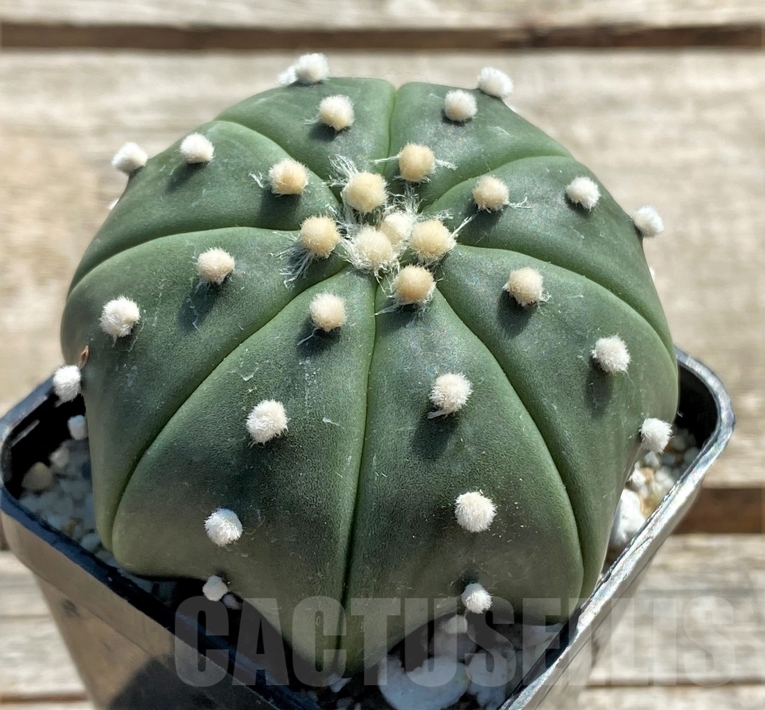 SHPR11944 Astrophytum asterias 'Miracle' – Image 2