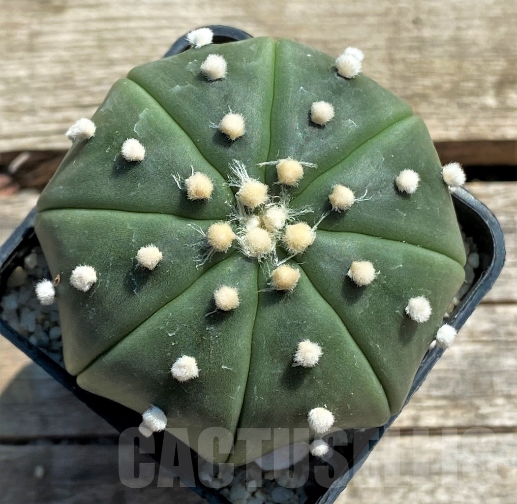 SHPR11944 Astrophytum asterias 'Miracle'