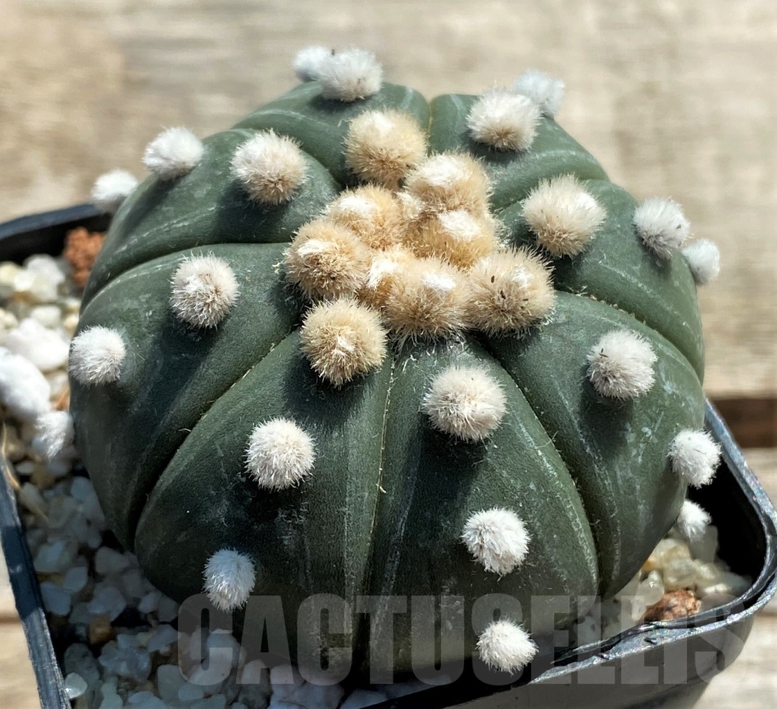 SHPR11945 Astrophytum asterias 'Oibo' - Image 2