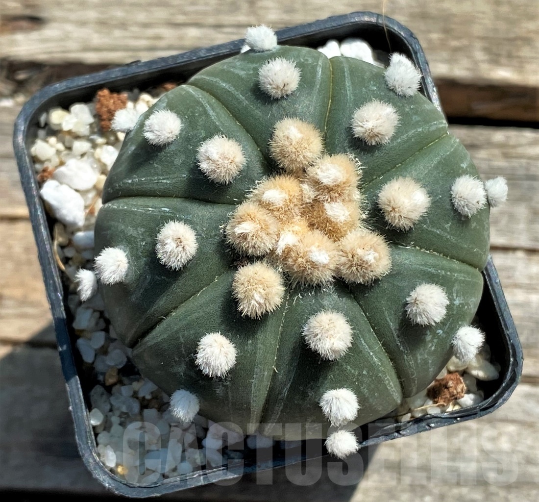 SHPR11945 Astrophytum asterias 'Oibo'