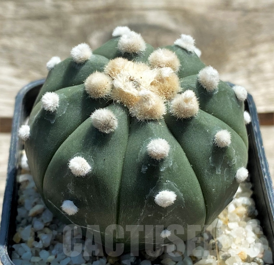 SHPR11946 Astrophytum asterias 'Oibo' - Зображення 2