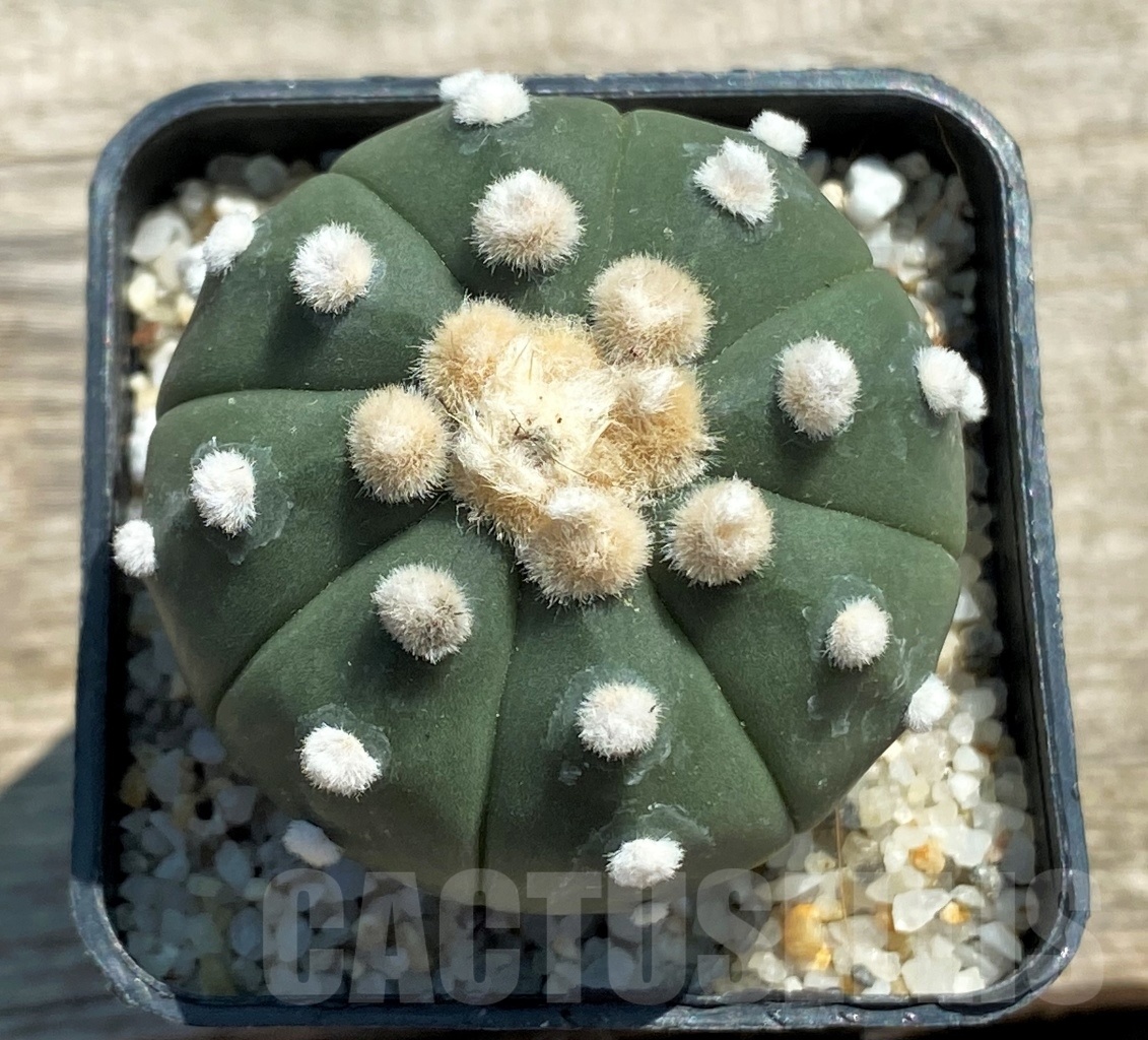 SHPR11946 Astrophytum asterias 'Oibo'