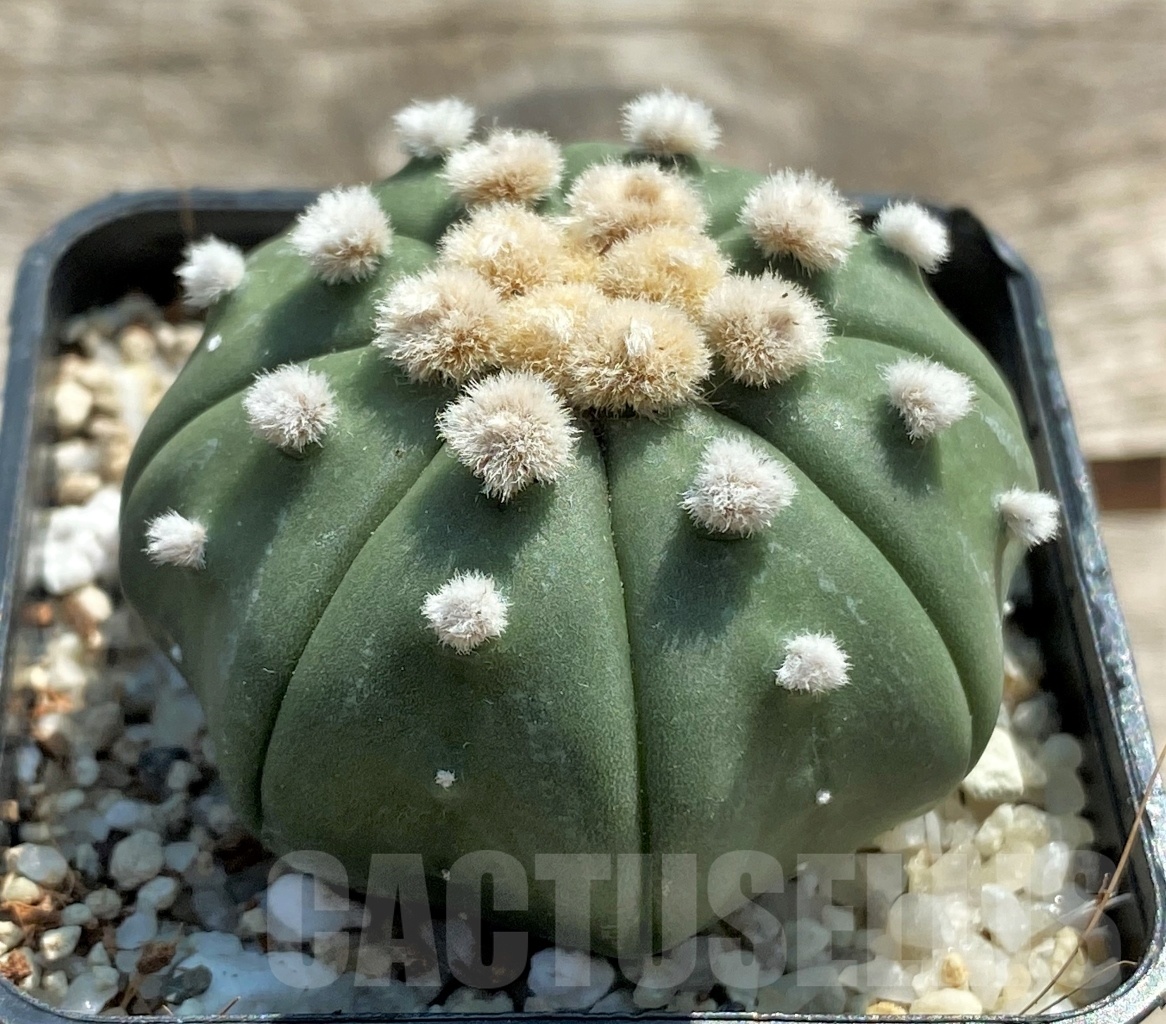SHPR11947 Astrophytum asterias 'Oibo' - Зображення 2
