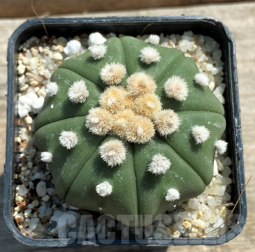 SHPR11947 Astrophytum asterias 'Oibo'