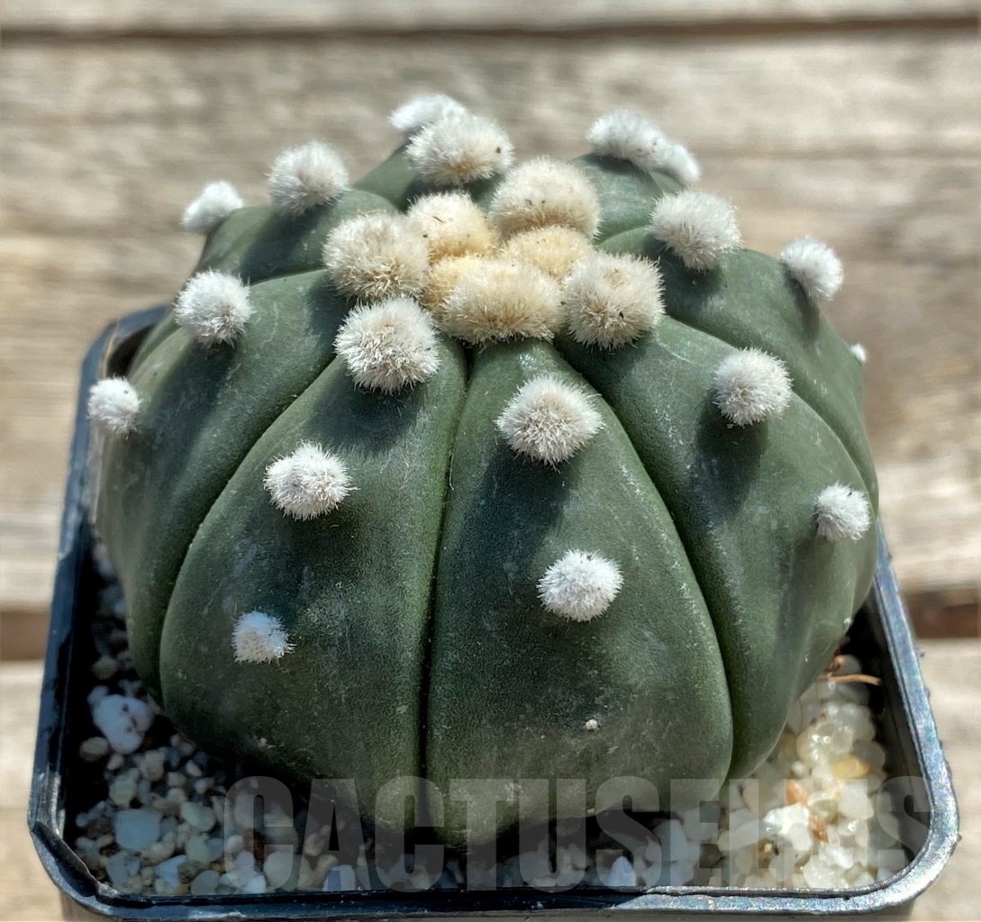 SHPR11948 Astrophytum asterias 'Oibo' - Зображення 2